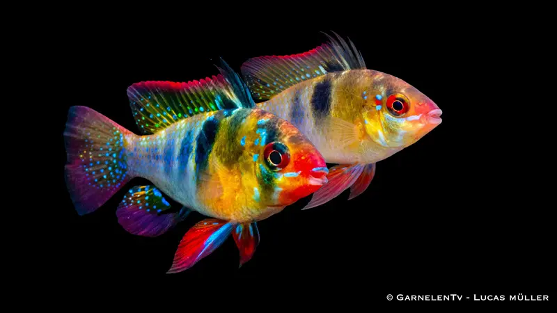 1 Paar Schmetterlingsbuntbarsch - Microgeophagus ramirezi Pärchen