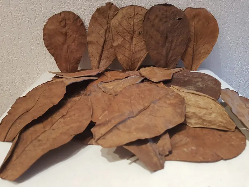 10 Seemandelbaumblätter / Catappa Leaves Laub 10-15cm für Welse, Krebse Garnelen