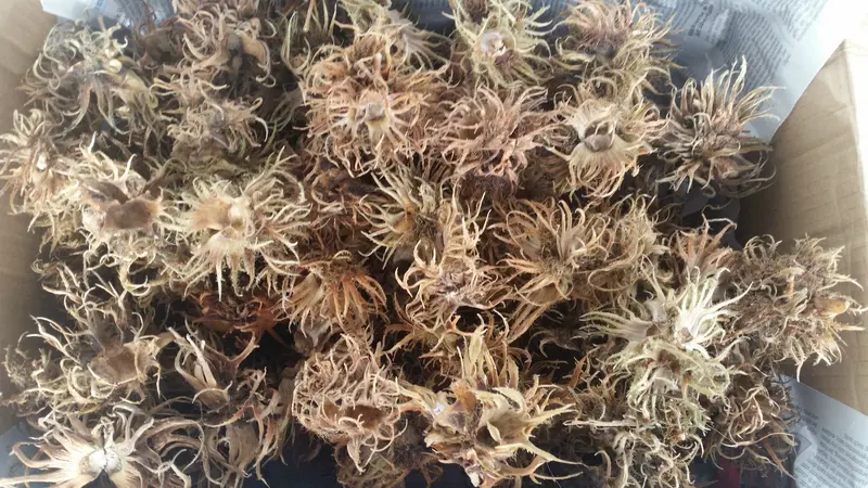 100 Hexennüsse Laub Beutel 4-8cm für Garnelen, Welse, Krebse, Aquariumfische TOP