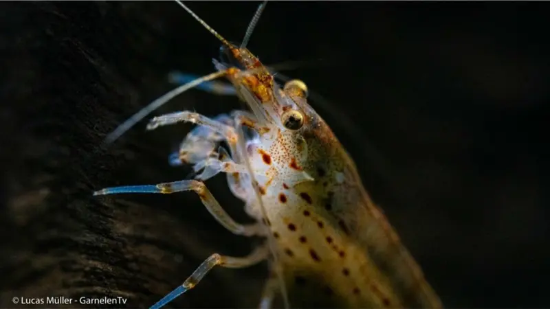 10x Amanogarnele - Caridina multidentata (2-4cm)