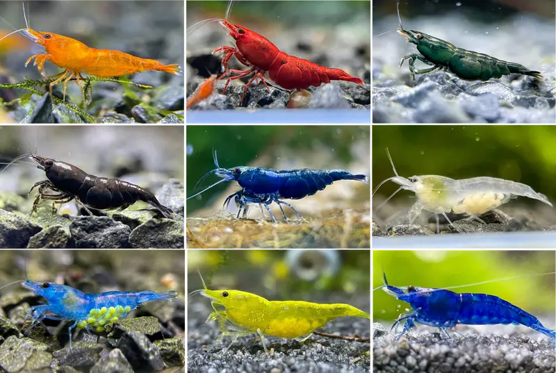 10x Farbenfroher Garnelen-Mix