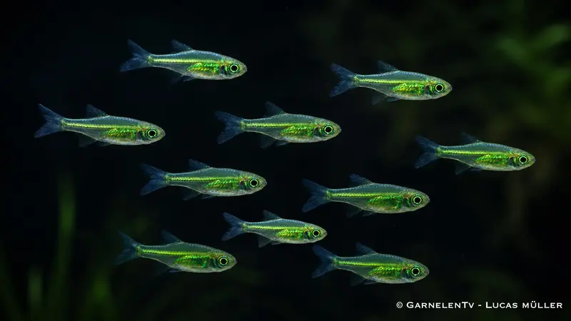 10x Smaragdbärbling - Microdevario kubotai