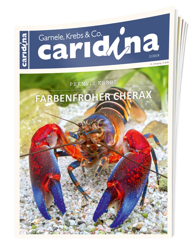 2019/2 caridina