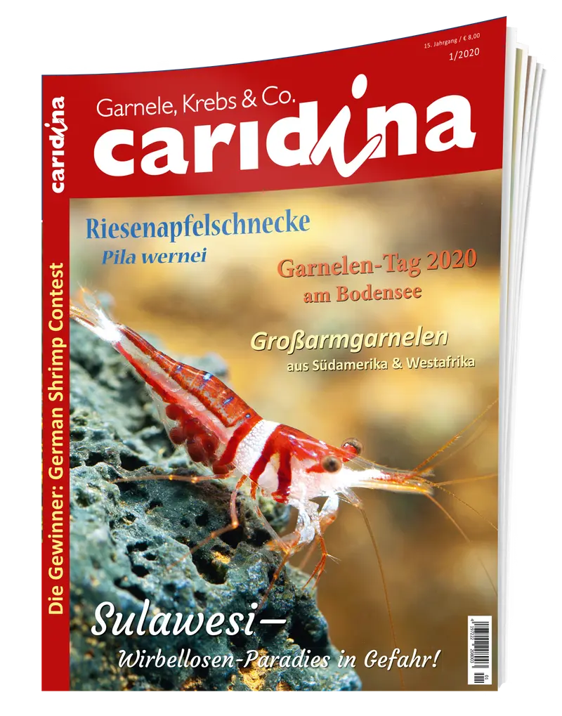 2020/1 caridina