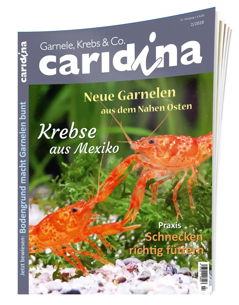 2020/2 caridina