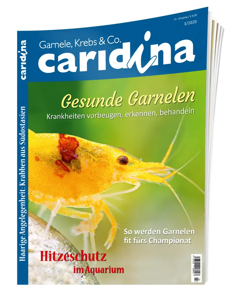 2020/3 caridina