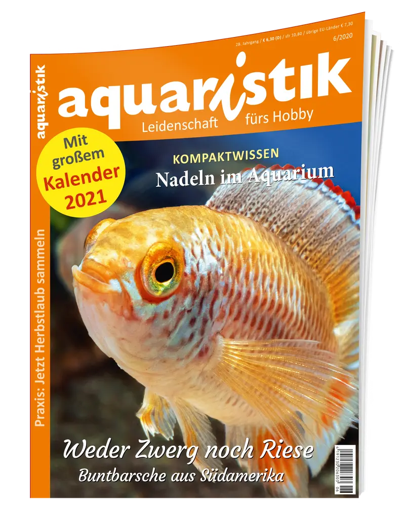 2020/6 aquaristik