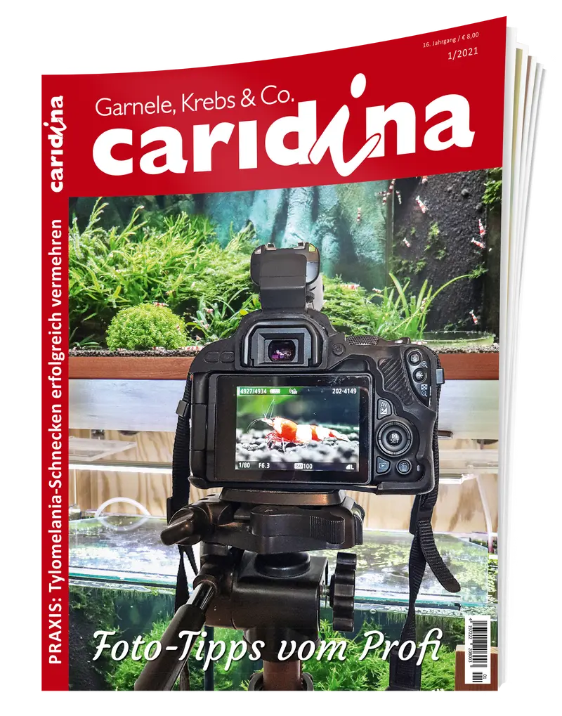 2021/1 caridina