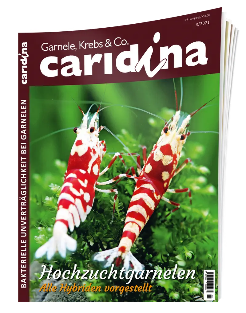 2021/3 caridina