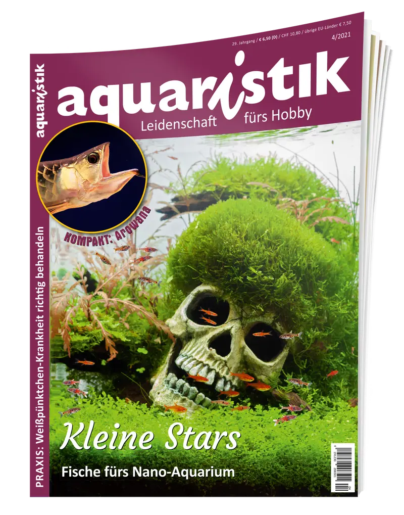 2021/4 aquaristik