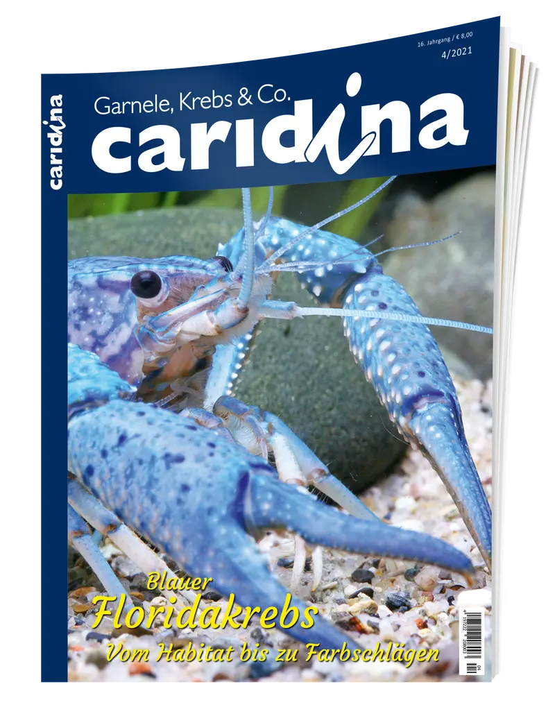 2021/4 caridina