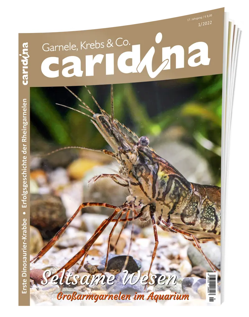 2022/1 caridina