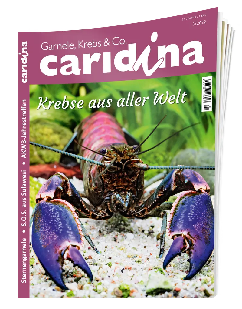 2022/3 caridina