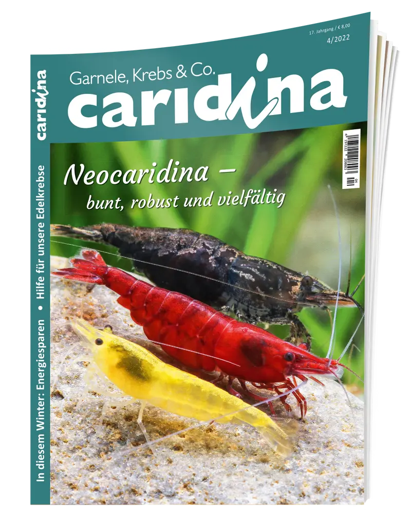 2022/4 caridina