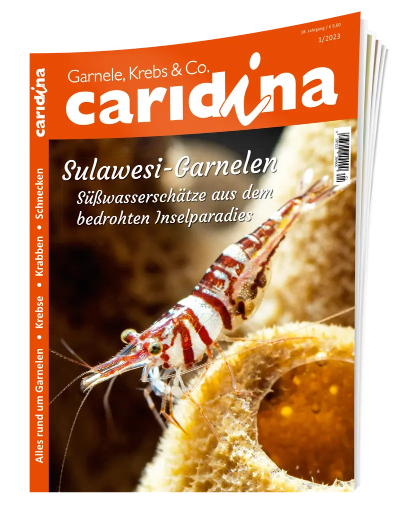 2023/1 caridina