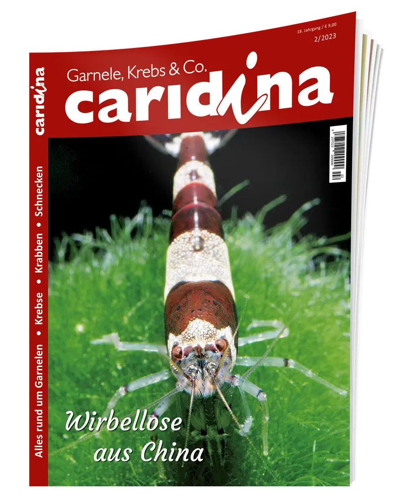 2023/2 caridina