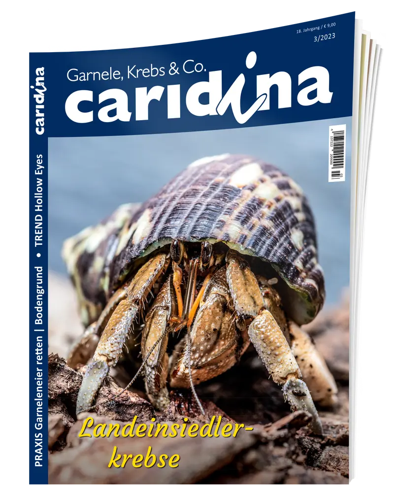 2023/3 caridina