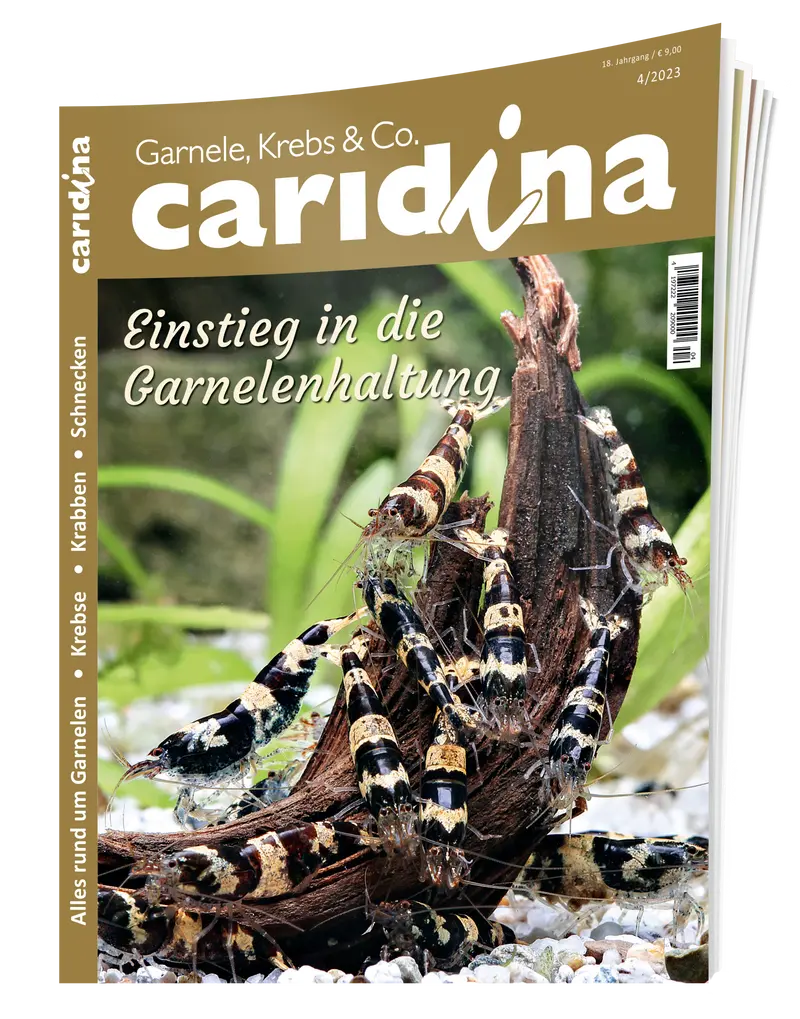 2023/4 caridina
