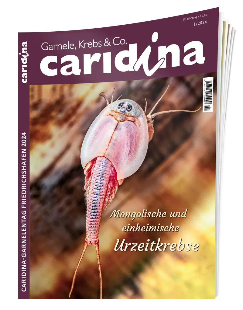 2024/1 caridina