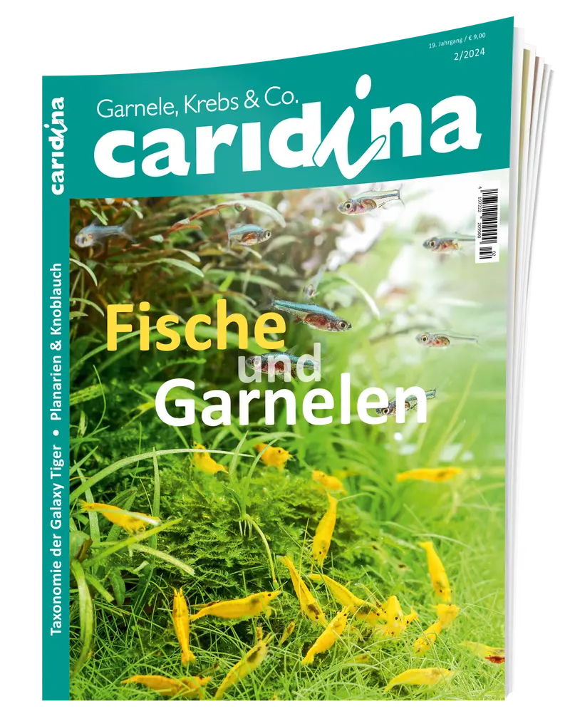 2024/2 caridina