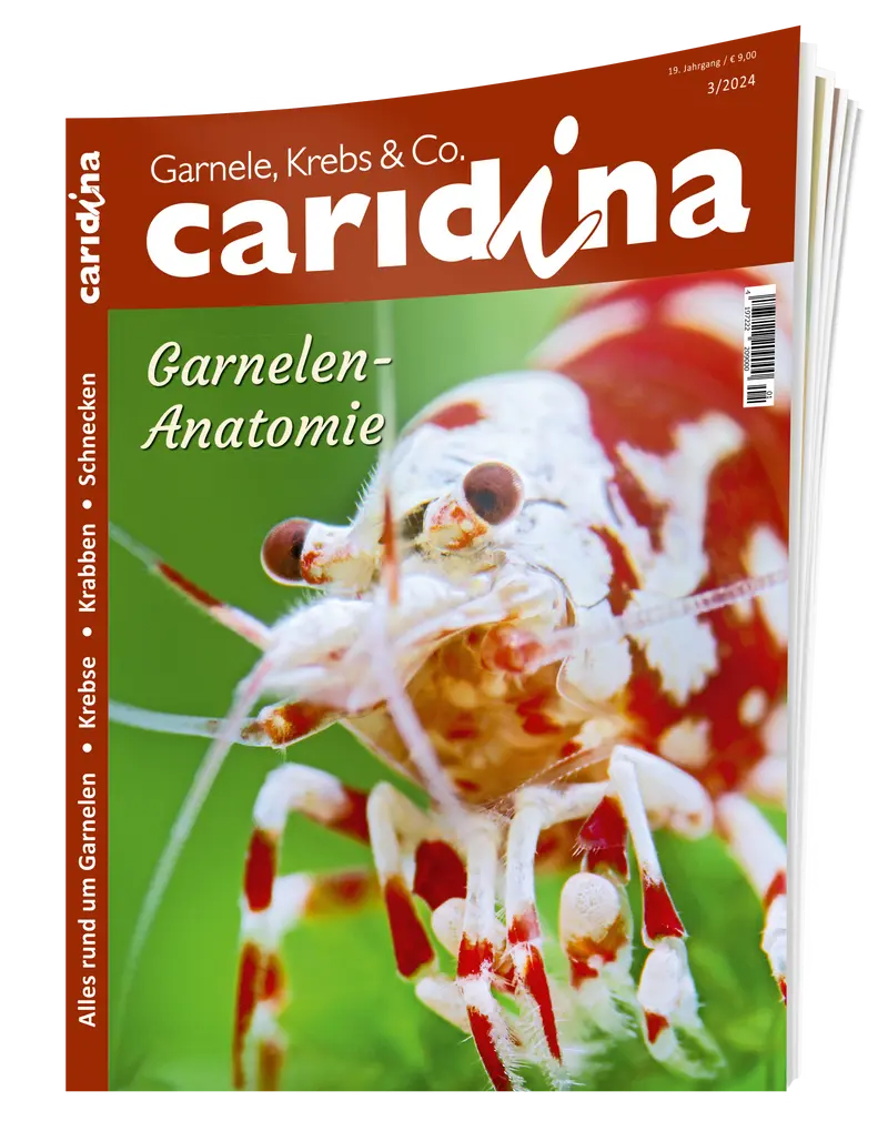2024/3 caridina