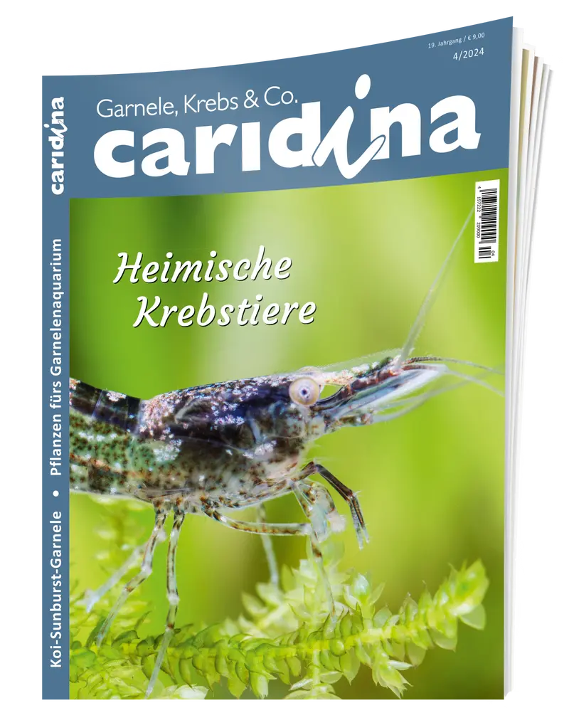 2024/4 caridina