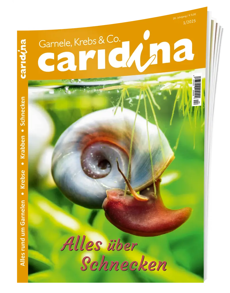 2025/1 caridina