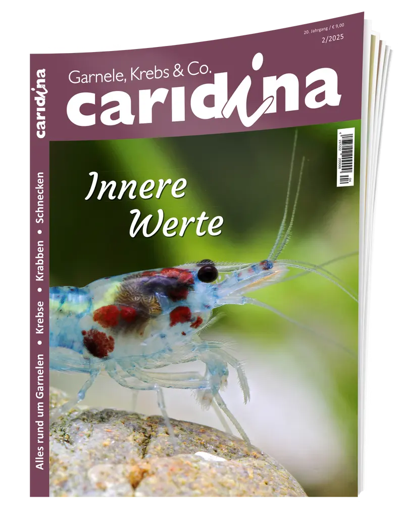 2025/2 caridina