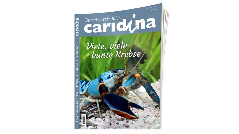 2025/3 caridina | Zeitschrift