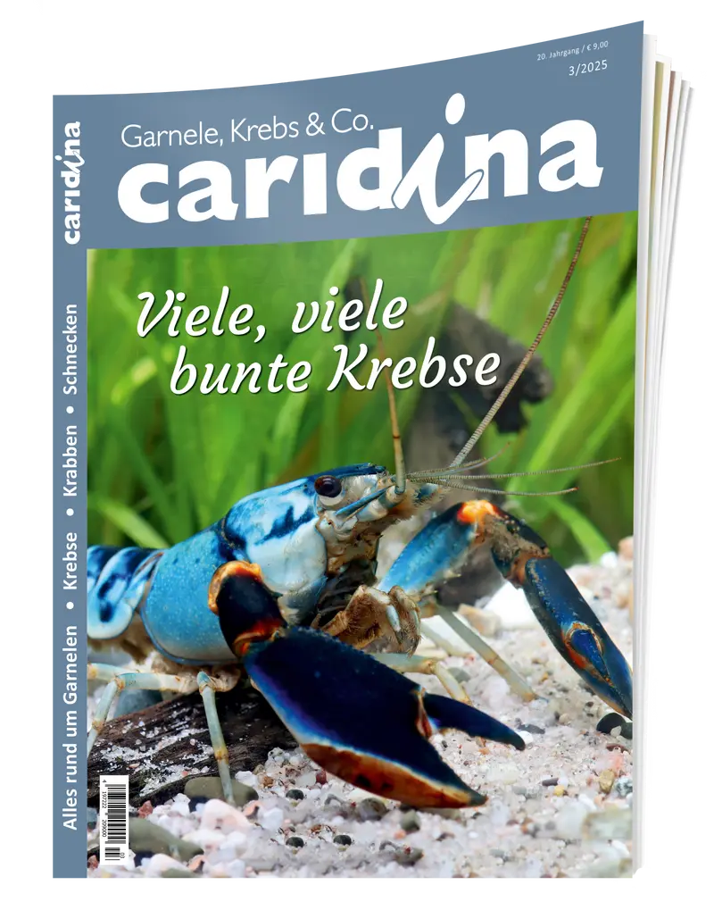 2025/3 caridina