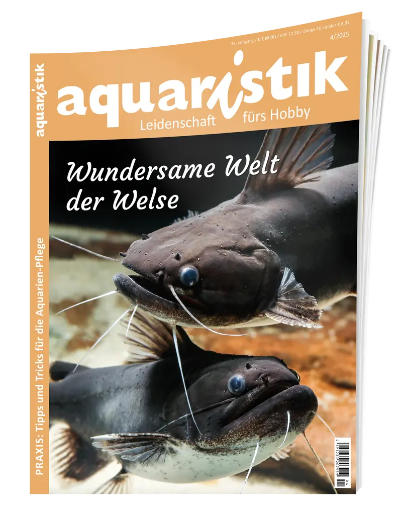 2025/4 aquaristik