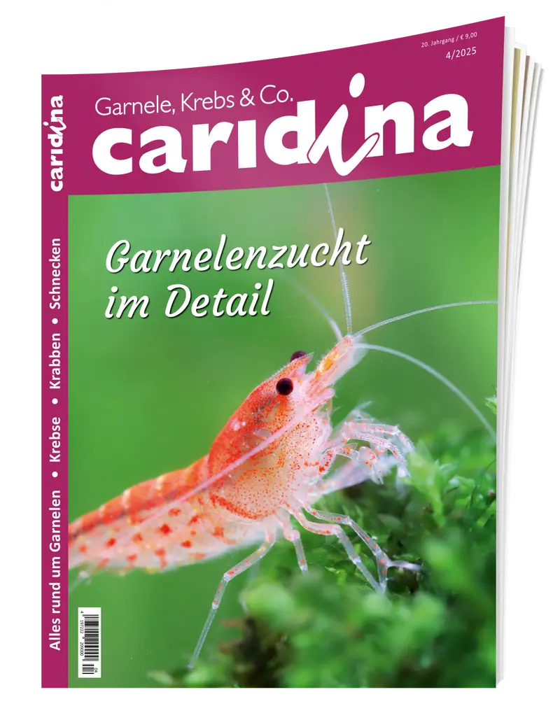 2025/4 caridina