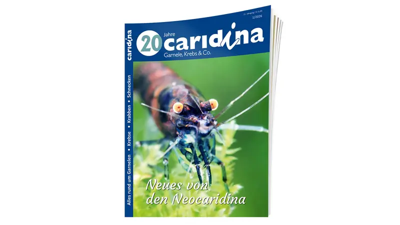 2026/1 caridina | Zeitschrift