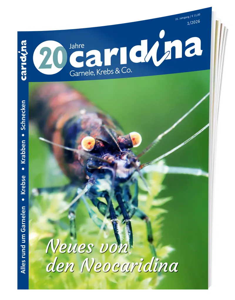 2026/1 caridina