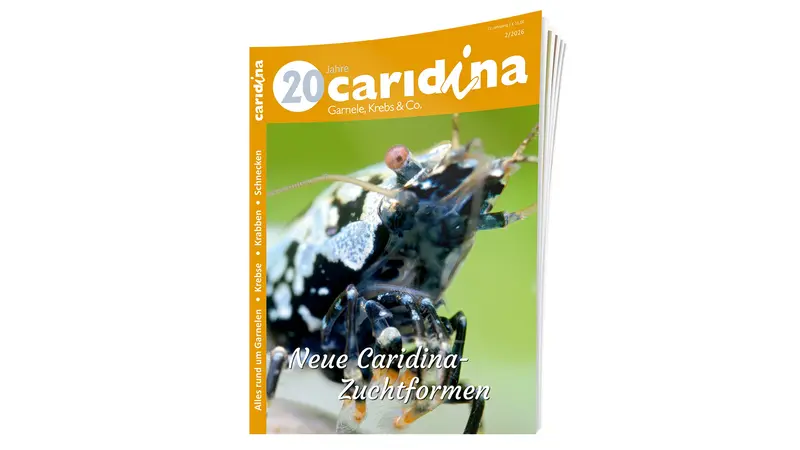 2026/2 caridina | Zeitschrift