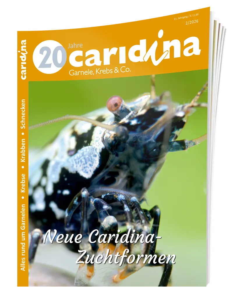 2026/2 caridina