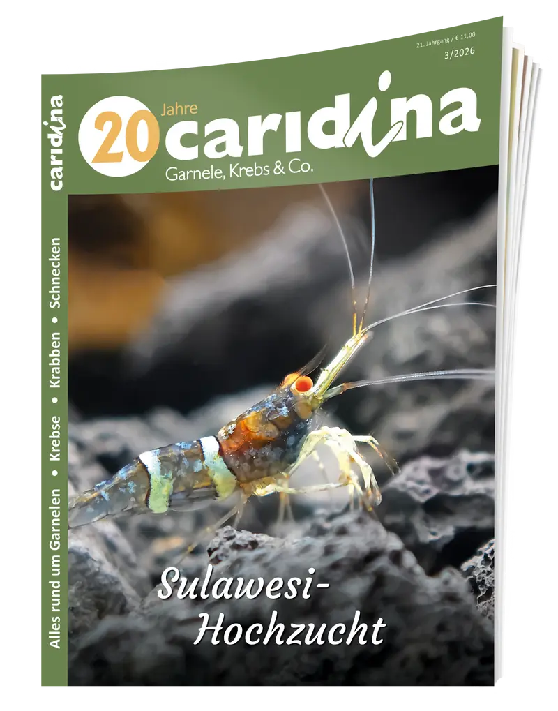 2026/3 caridina
