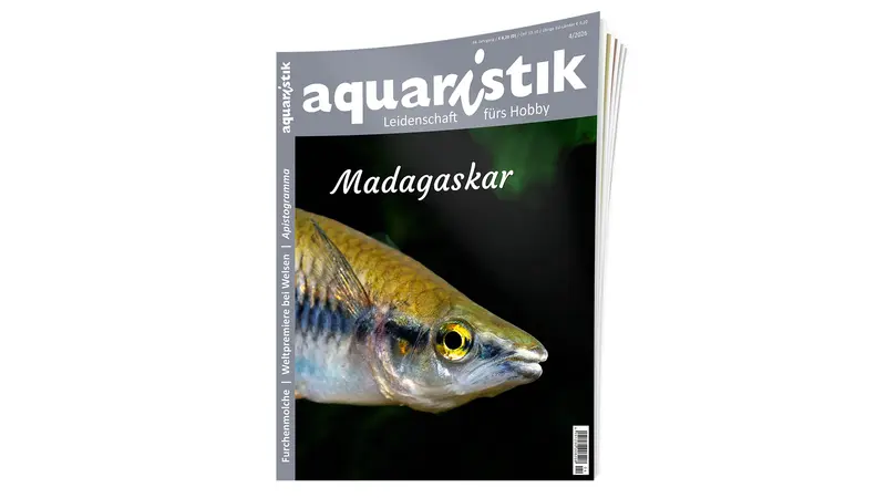 2026/4 aquaristik | Zeitschrift