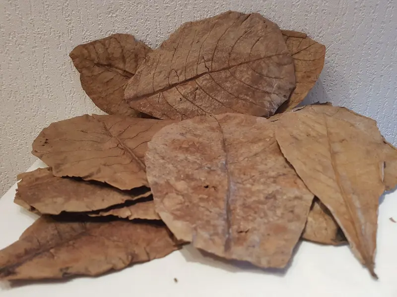 30 Seemandelbaumblätter / Catappa Leaves Laub 20-25cm für große Welse, Diskus