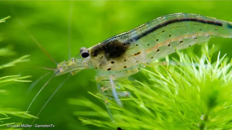 30x Amanogarnelen S – Caridina multidentata – Algengruppe