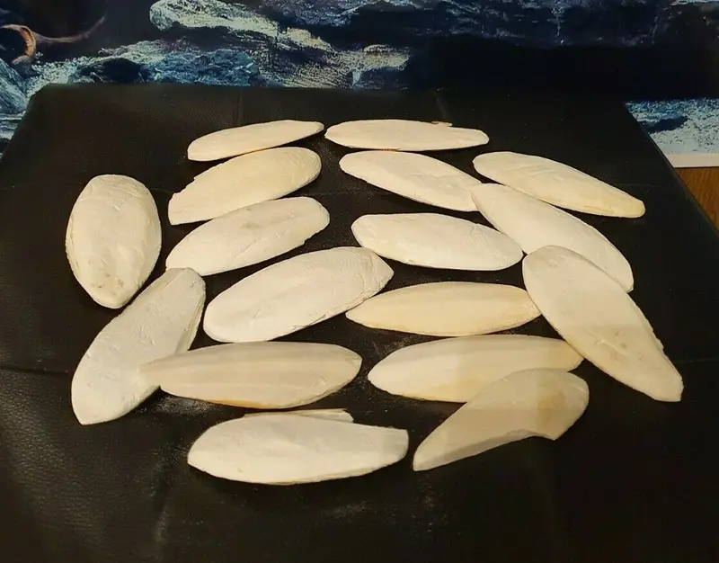5 Sepiaschalen ca. 7-12cm - Sepia Pickstein Schnabel Vögel & Reptilien