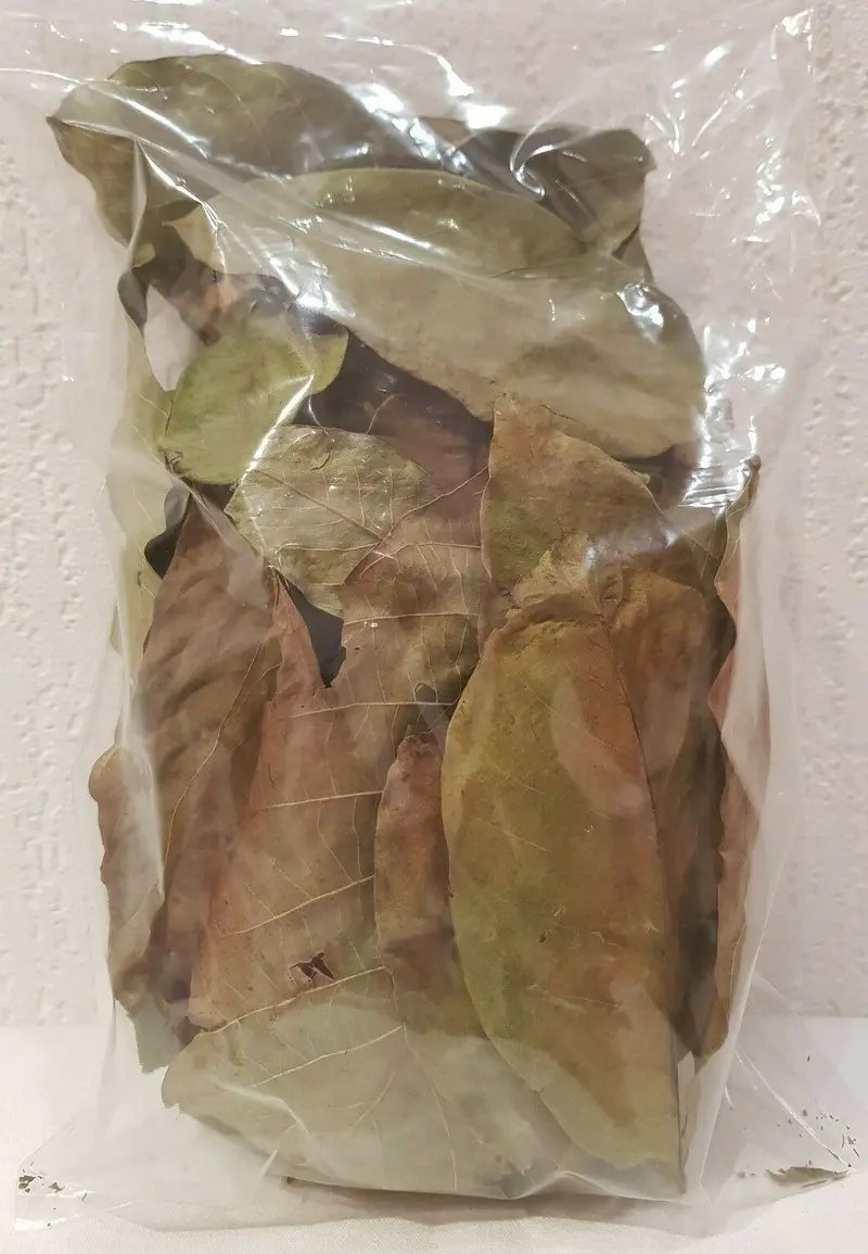 50 grün-braune Walnussblätter Laub Beutel Garnelen, Welse, Krebse, Aquarium TOP