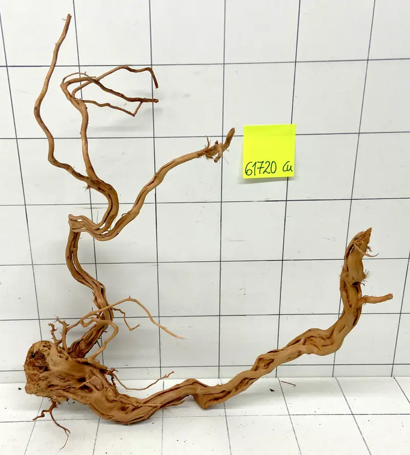 61720Cu - Curlwood Wurzel Holz