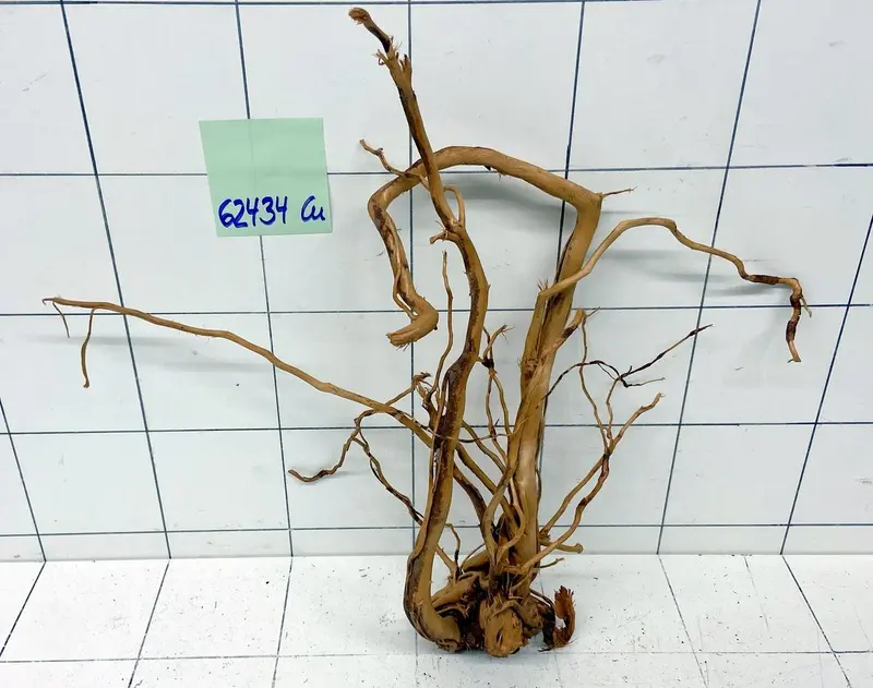 62434Cu - Curlwood Wurzel Holz