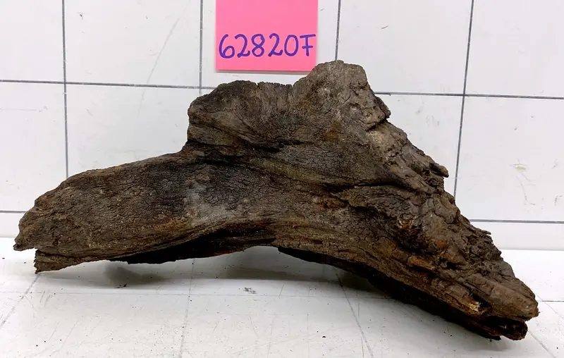 62820F Flussholz / Driftwood / Flusswurzel