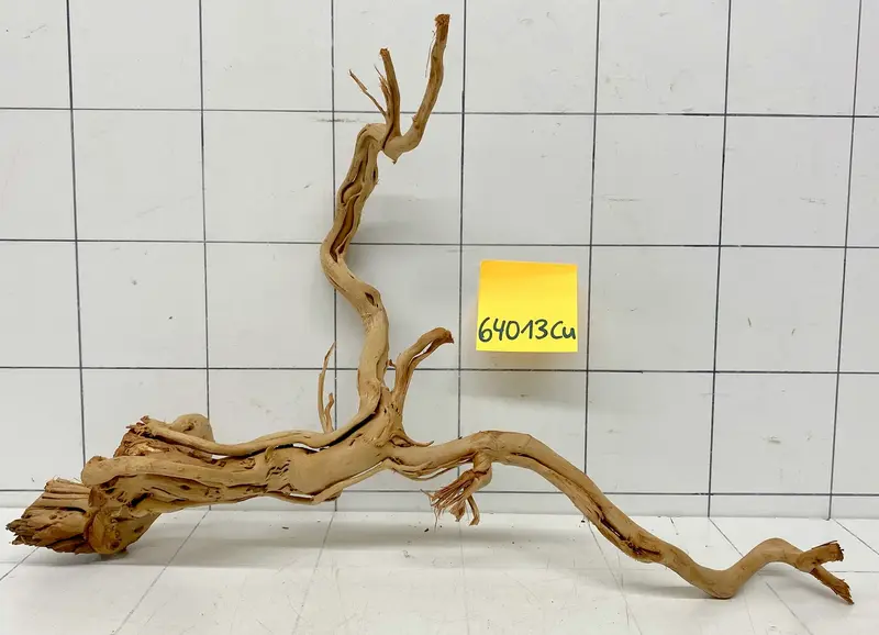 64013Cu - Curlwood Wurzel Holz