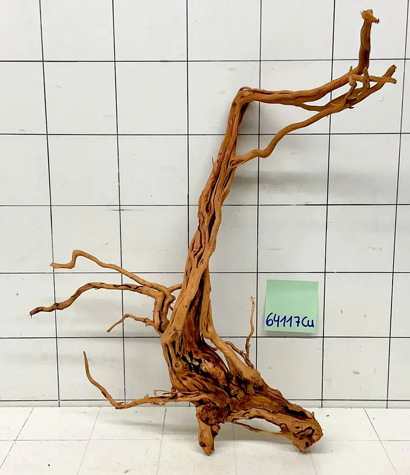 64117Cu - Curlwood Wurzel Holz