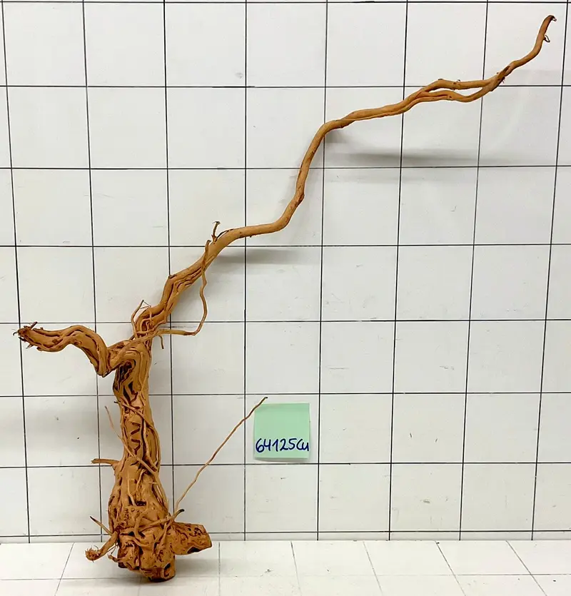 64125Cu - Curlwood Wurzel Holz