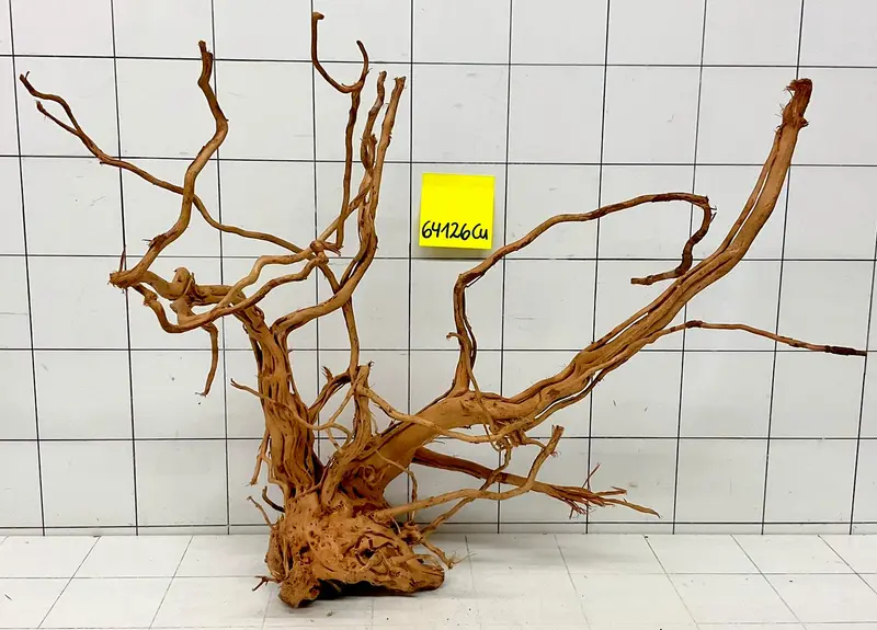 64126Cu - Curlwood Wurzel Holz