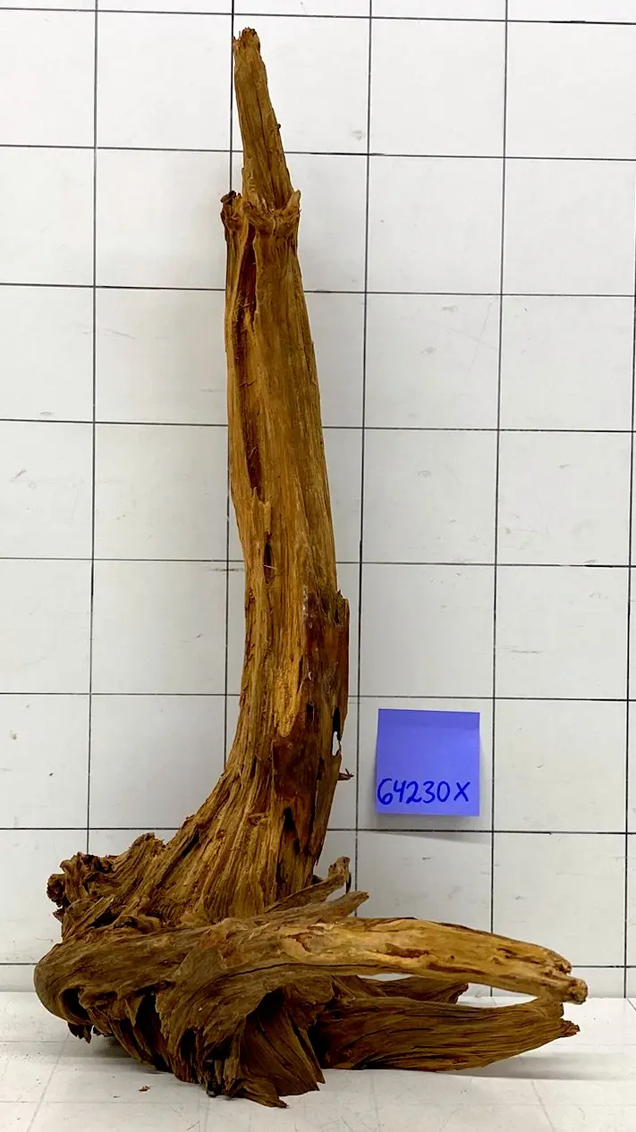 64230X - XINGU Wood Wurzelholz mit geschnittener Grundfläche